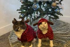 364167017_820403546099921_3178452300114663801_n